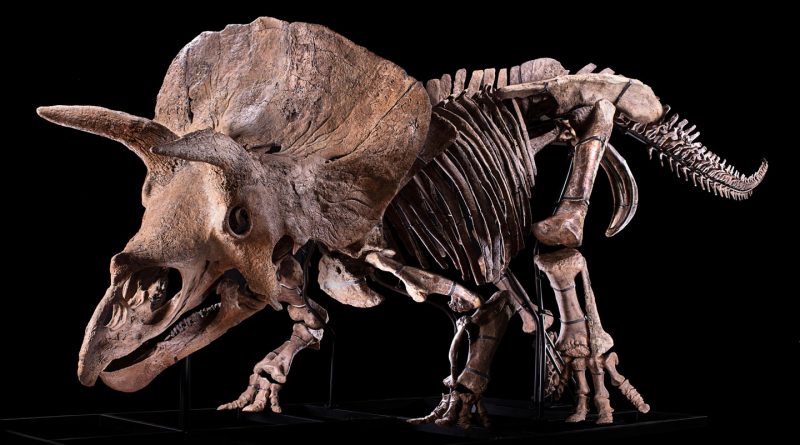 Sebuah Lubang di Triceratops Bernama Big John